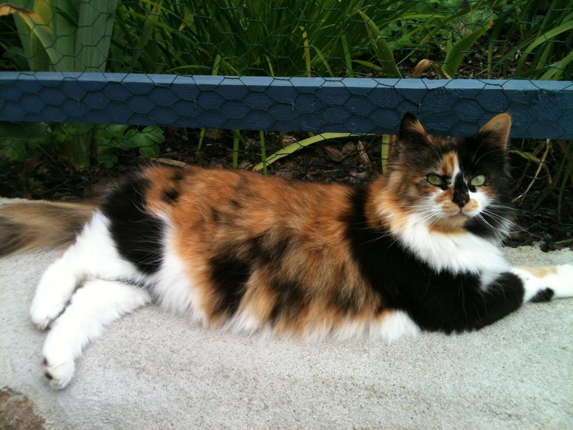 Blanding af racer Nini - Se mig lige - en smækker lækker en! billede 3