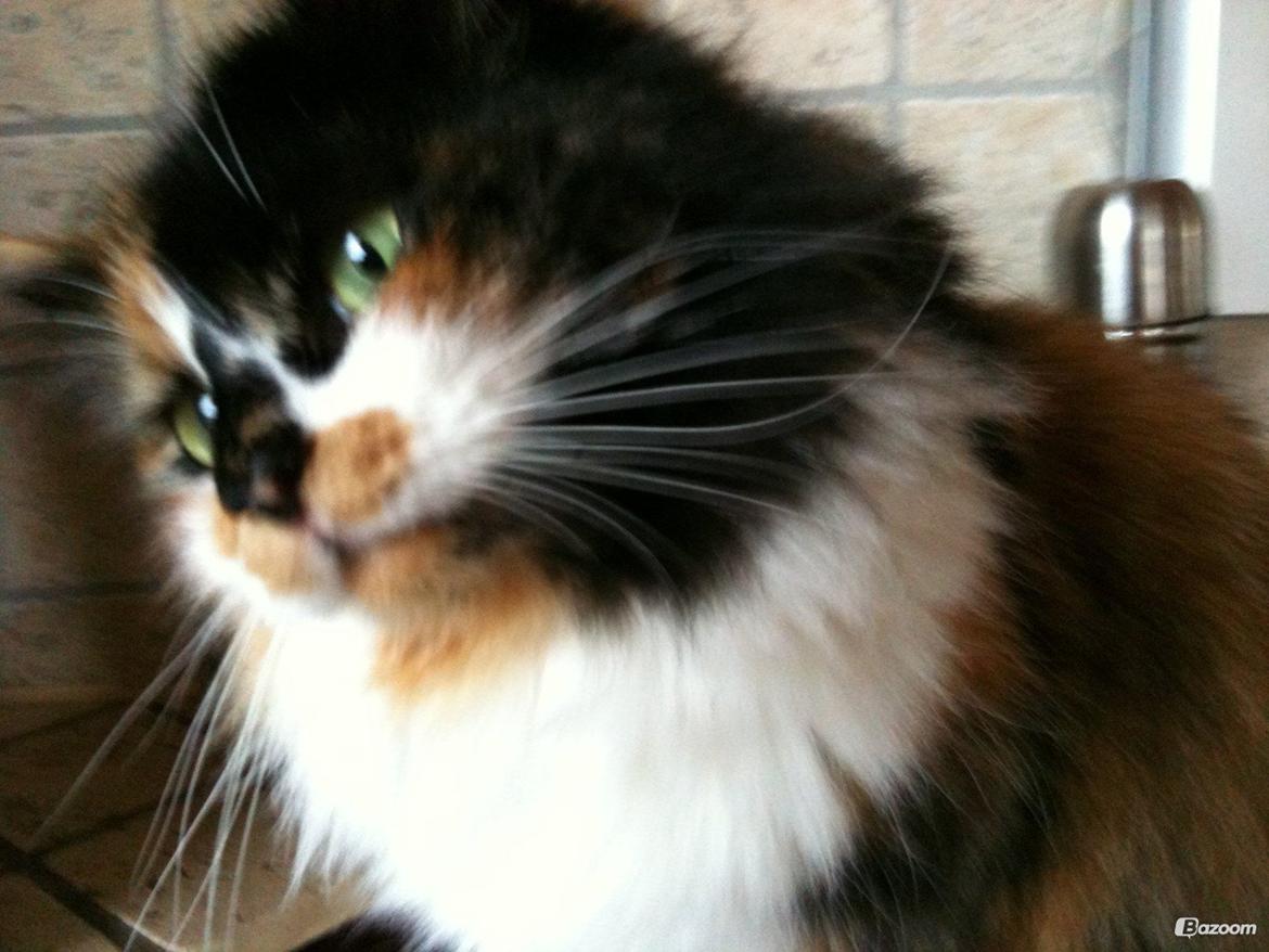 Blanding af racer Nini - Hvad laver du? billede 4