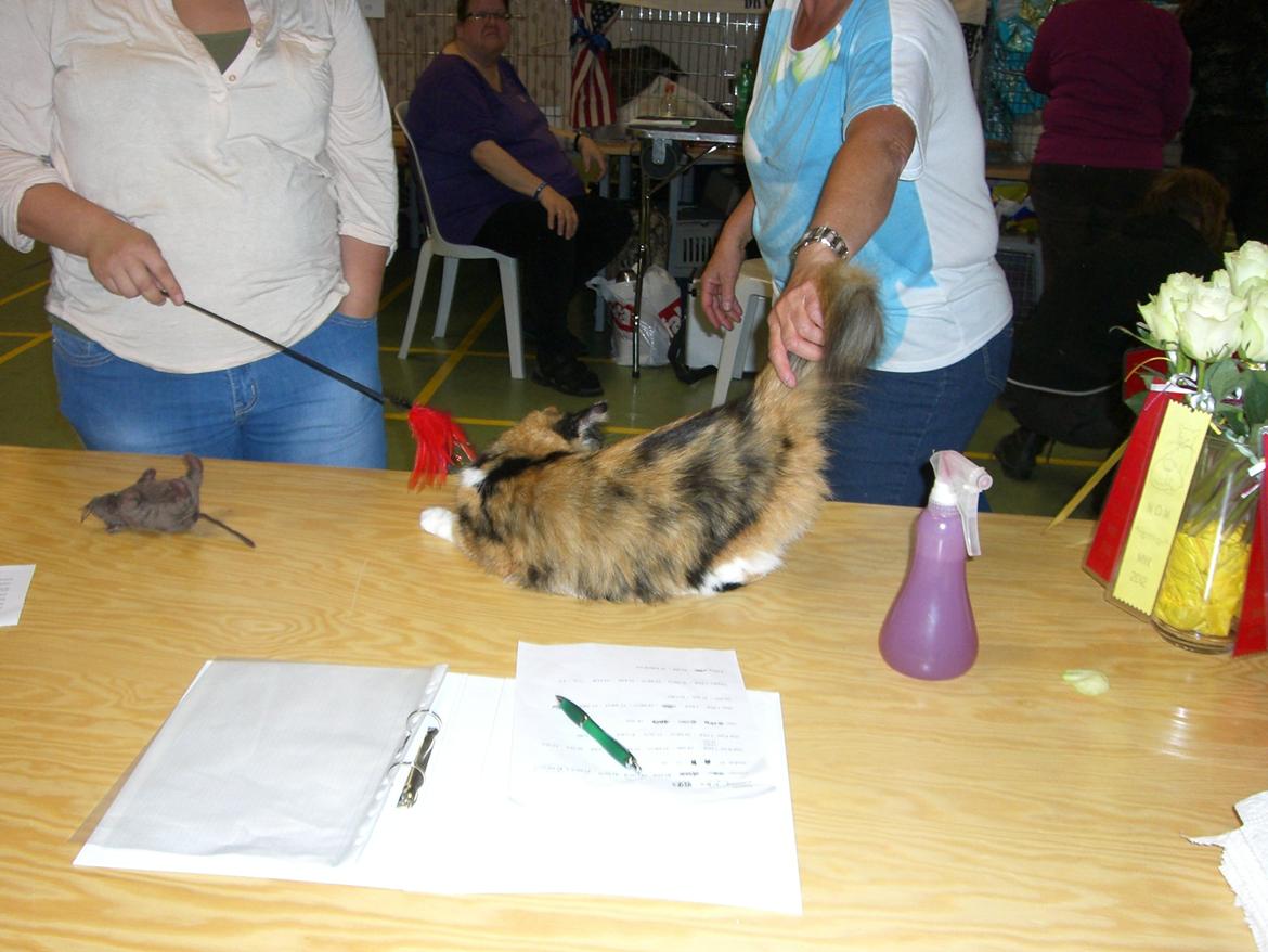 Blanding af racer Nini - Dommeren kigger på min flotte hale. billede 5