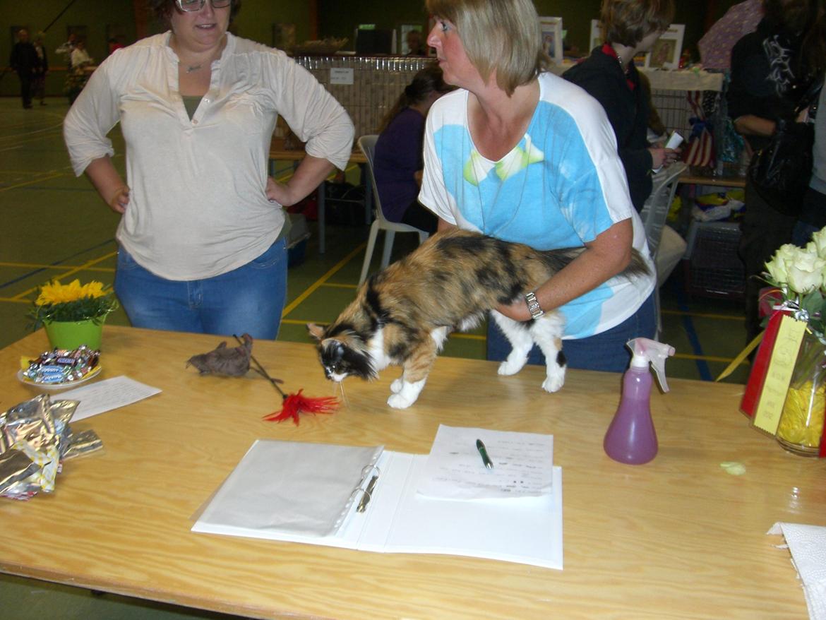 Blanding af racer Nini - Den der drillepind ser spændende ud! billede 6