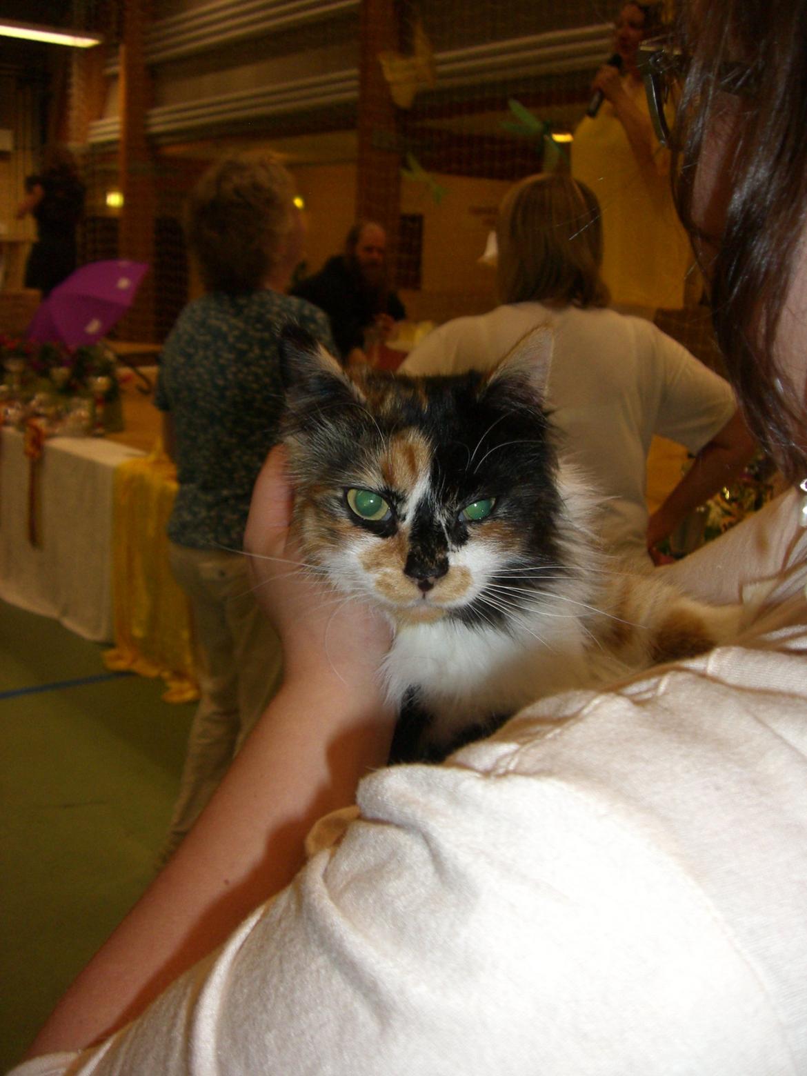 Blanding af racer Nini - Det er hårdt at være lækker. billede 7