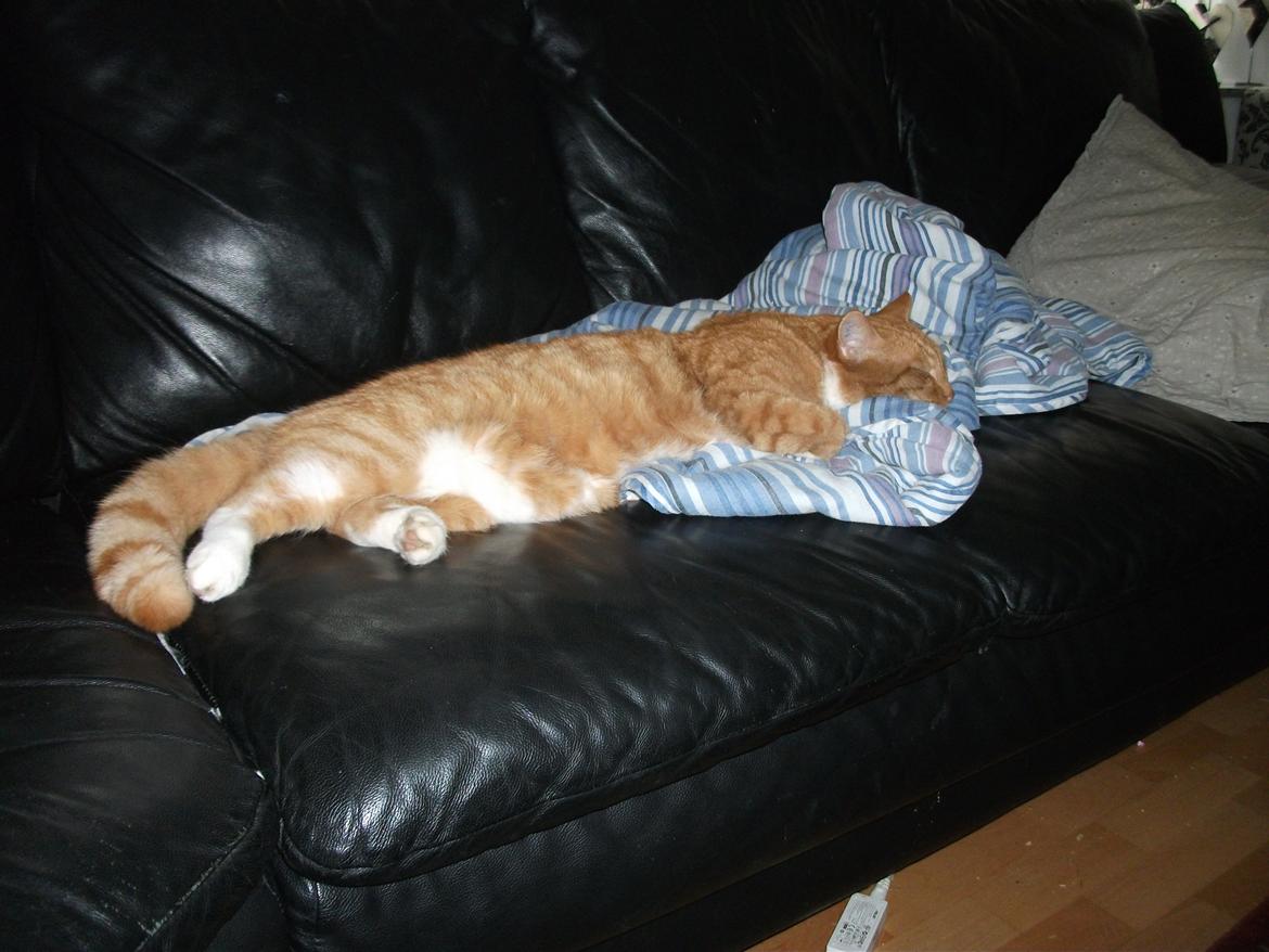 Huskat Pelle - Sådan sover man bedst! billede 17