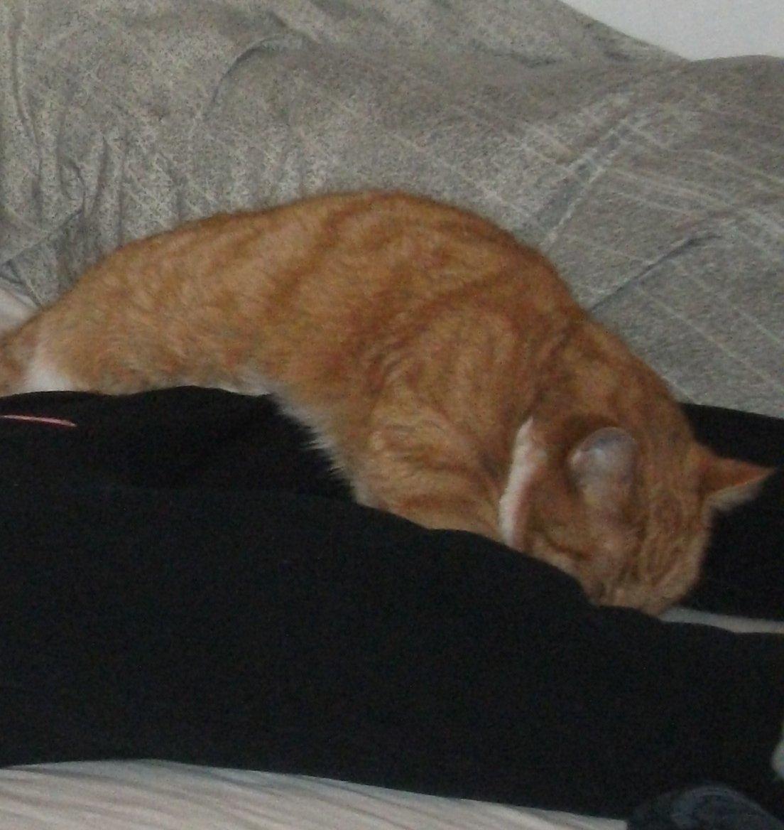 Huskat Pelle - "Niks Line, du skal ingen steder. Jeg ligger mig hen over dit lår, så kan du ikke gå!" billede 18