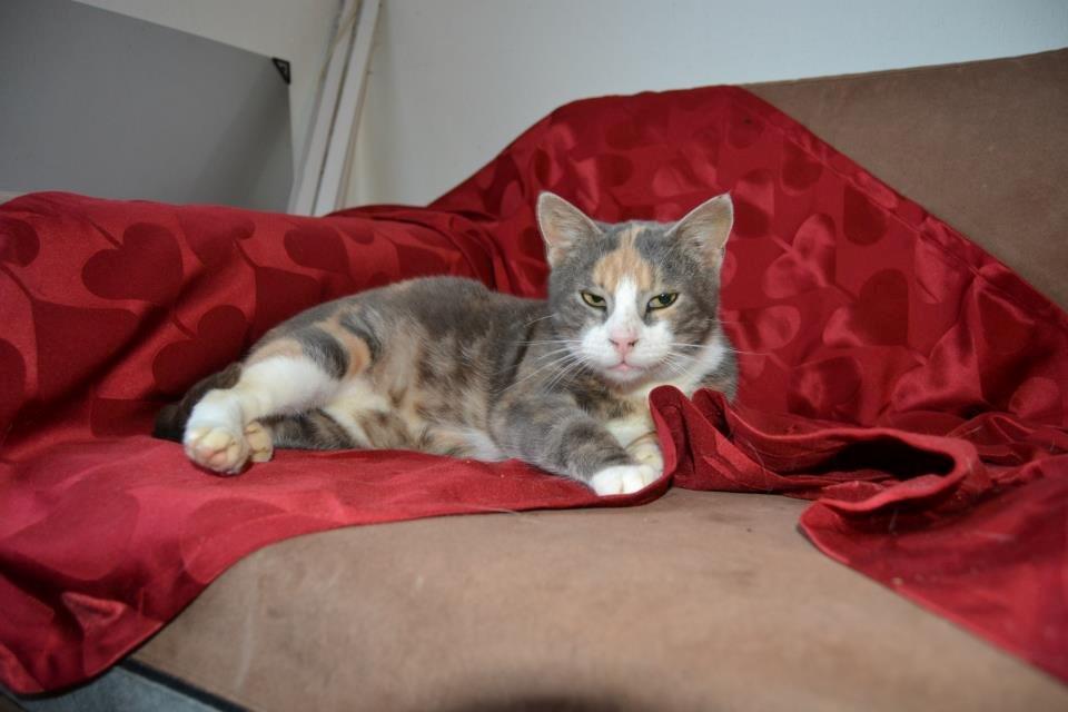 Huskat Dharma - Dharma hitte kat :) billede 1