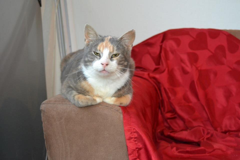 Huskat Dharma - Dharma hos Julie billede 4