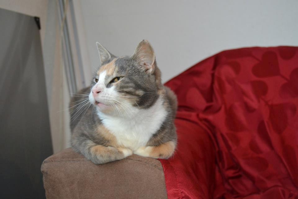 Huskat Dharma - Dharma hos Julie billede 2