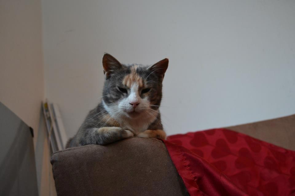 Huskat Dharma - Dharma hos Julie billede 3