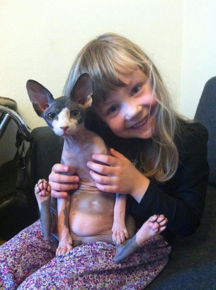Sphynx Bette billede 1