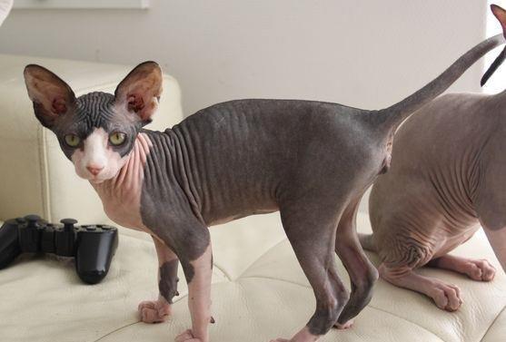 Sphynx Bette billede 2