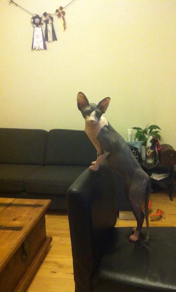Sphynx Bette billede 3