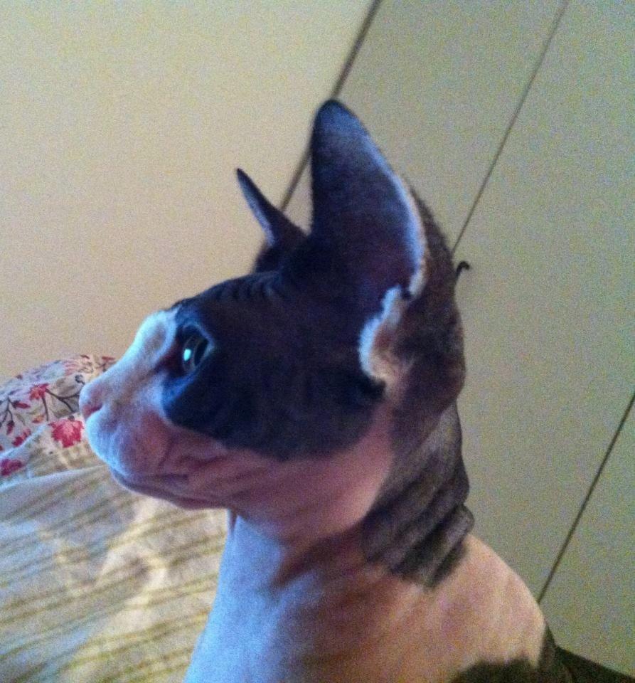 Sphynx Bette billede 4