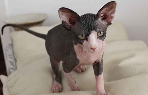 Sphynx Bette billede 5