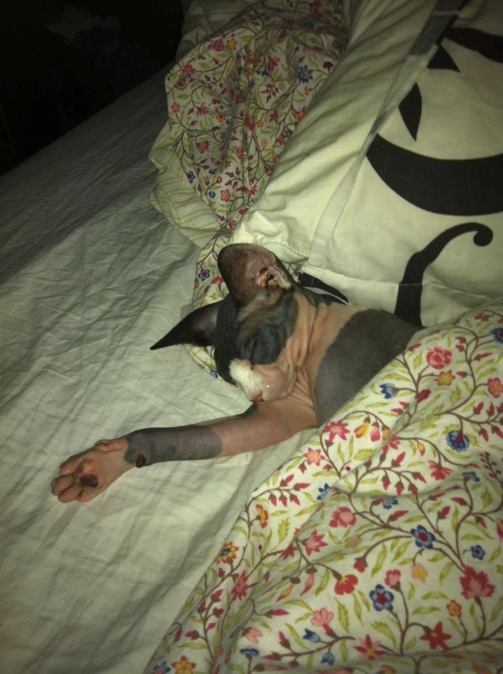 Sphynx Bette billede 6