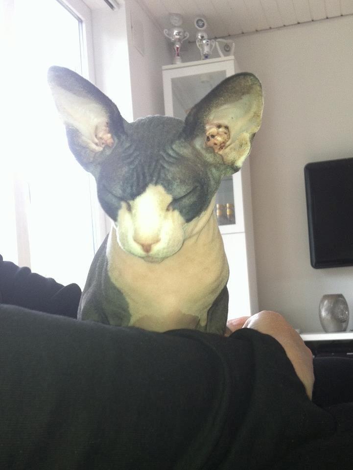 Sphynx Bette billede 7