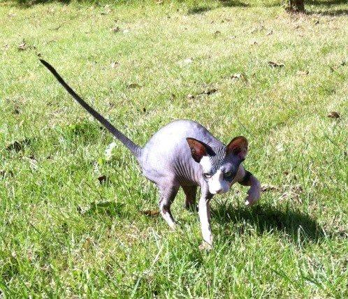 Sphynx Bette billede 8