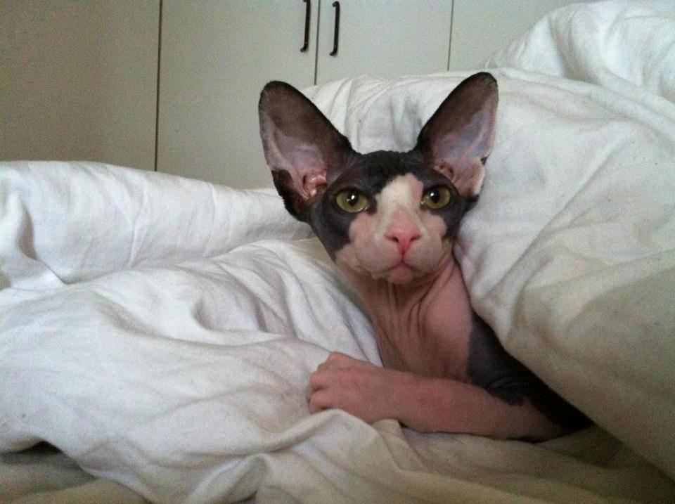 Sphynx Bette billede 9