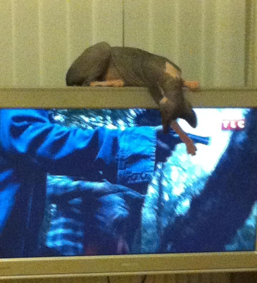 Sphynx Bette billede 10