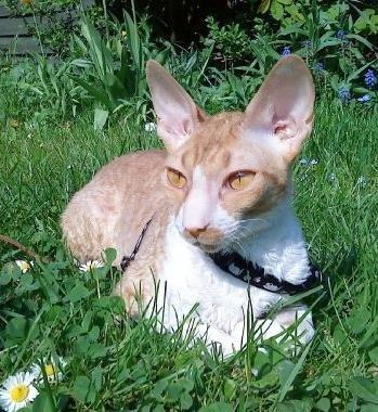 Cornish Rex Mary Kate billede 1
