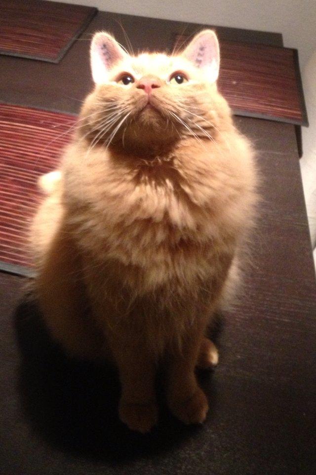 Blanding af racer Lars billede 2