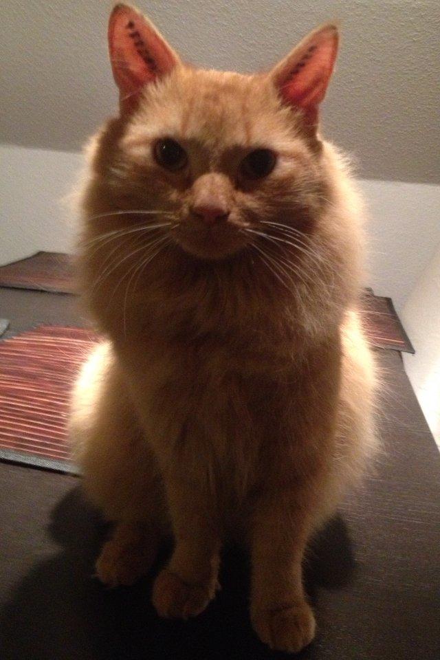 Blanding af racer Lars billede 3