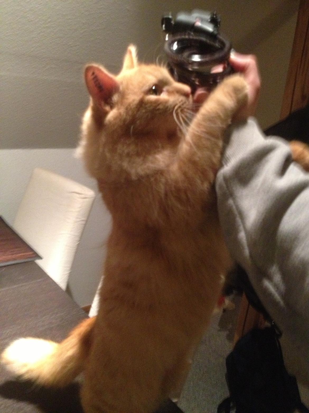 Blanding af racer Lars billede 17