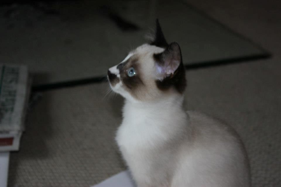 Huskat Snehvide billede 6