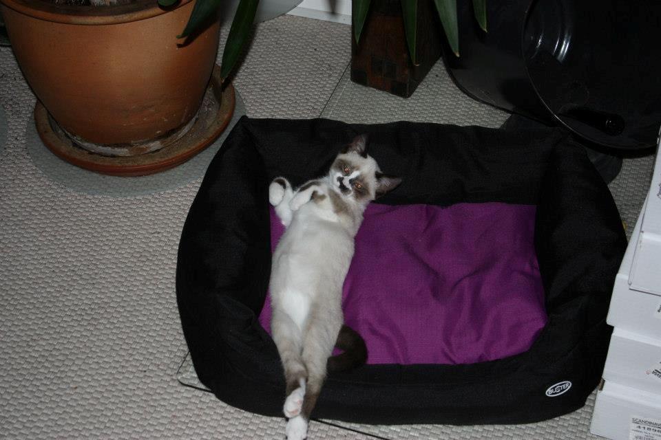 Huskat Snehvide billede 7