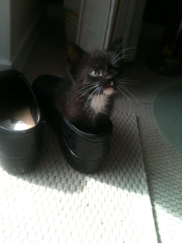 Huskat Tom billede 3