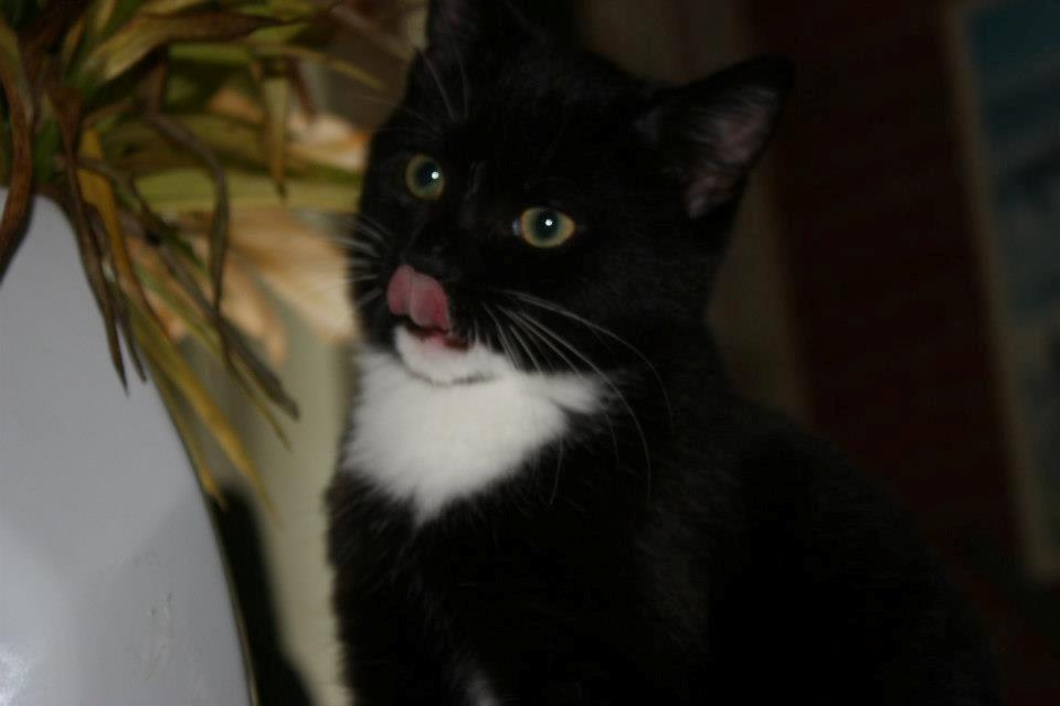 Huskat Tom billede 5