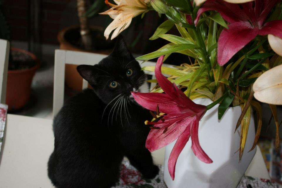 Huskat Tom billede 6