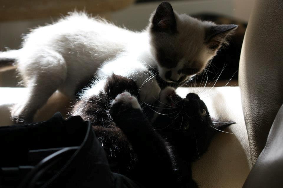 Huskat Tom billede 7