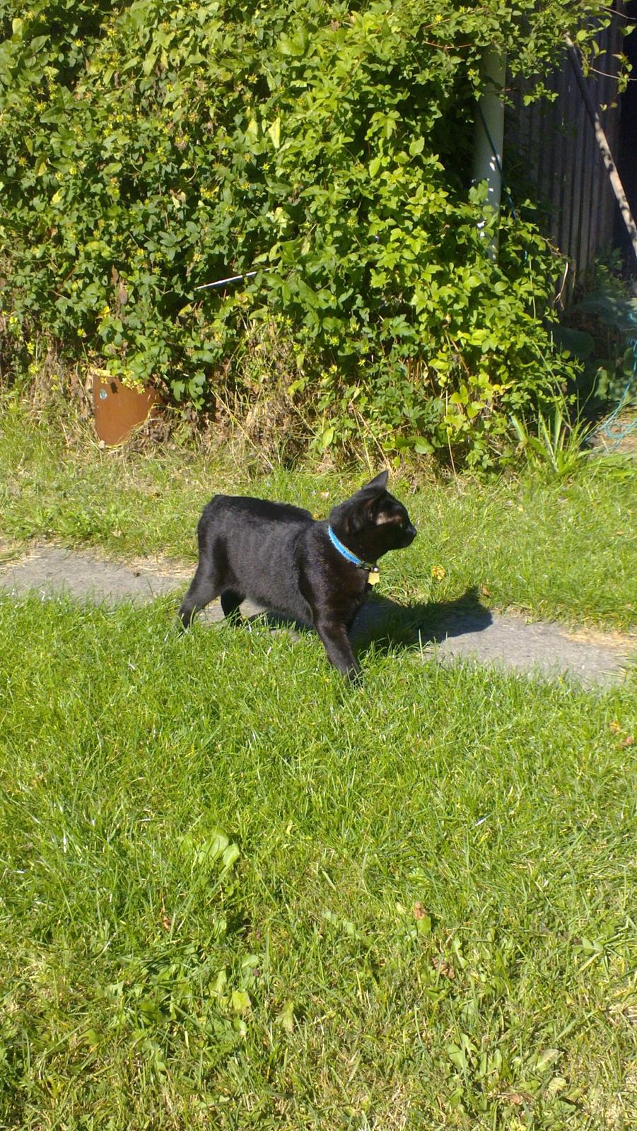 Huskat black jack ( hr jacks) - black jack i haven billede 1