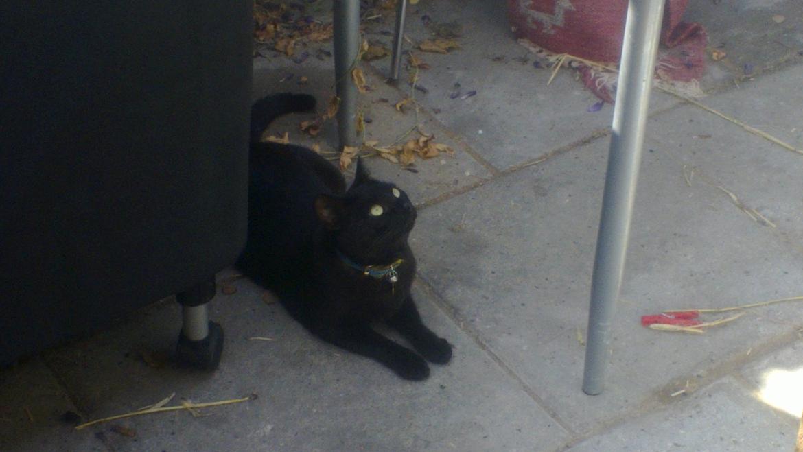 Huskat black jack ( hr jacks) - jacks første tur i haven billede 2