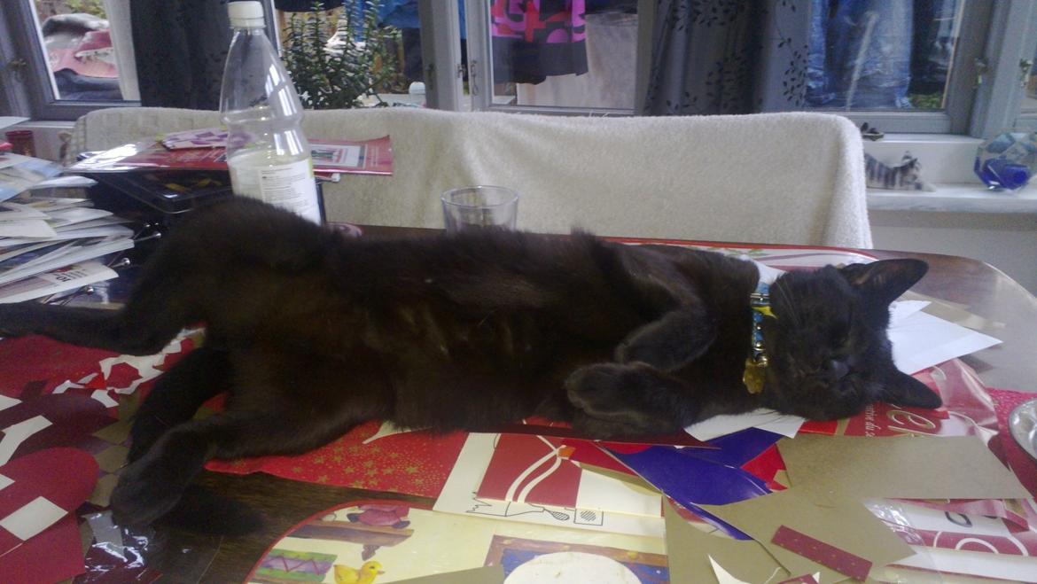 Huskat black jack ( hr jacks) - jack syndes jeg havede lavet nok juepynt  billede 3