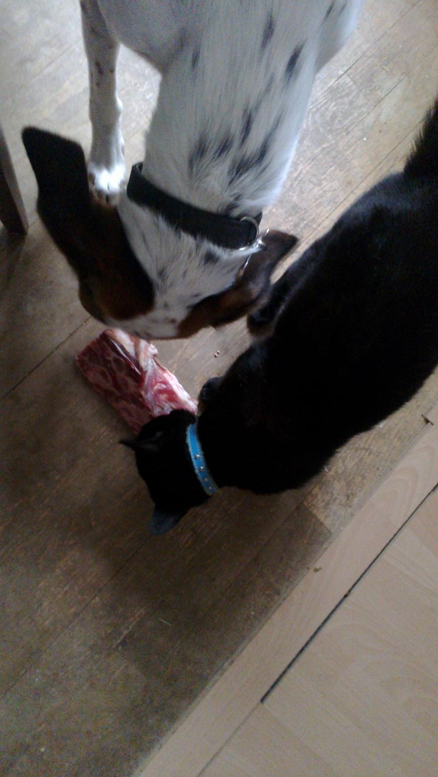 Huskat black jack ( hr jacks) - jack leget hund ved at spise kødben med hunden :) billede 4