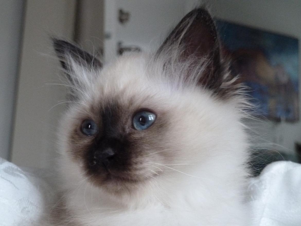 Hellig Birma DK Wainø's Disney billede 1