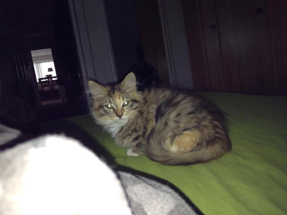 Maine Coon frej billede 3