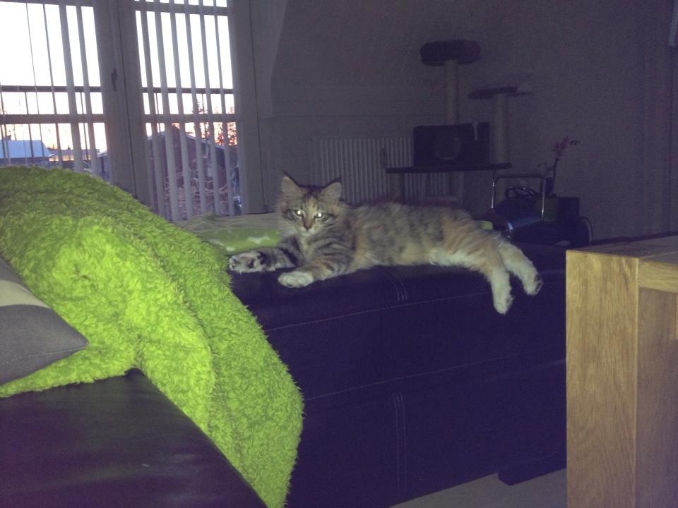 Maine Coon frej billede 1