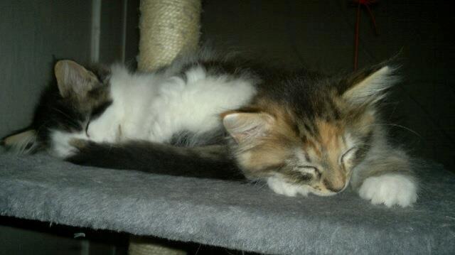 Maine Coon frej billede 4