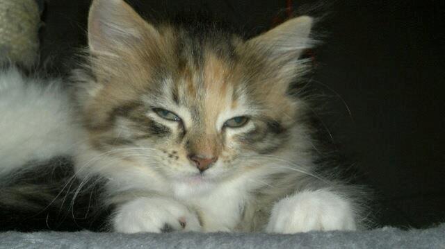 Maine Coon frej billede 5