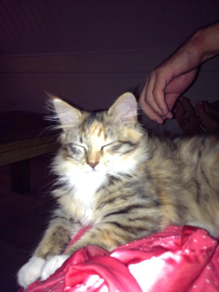 Maine Coon frej billede 6