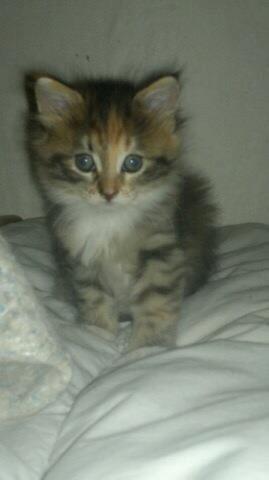 Maine Coon frej billede 7