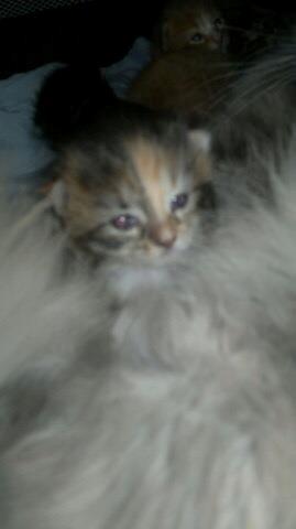 Maine Coon frej billede 8