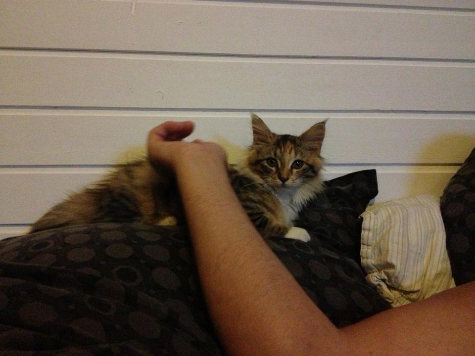 Maine Coon frej billede 9