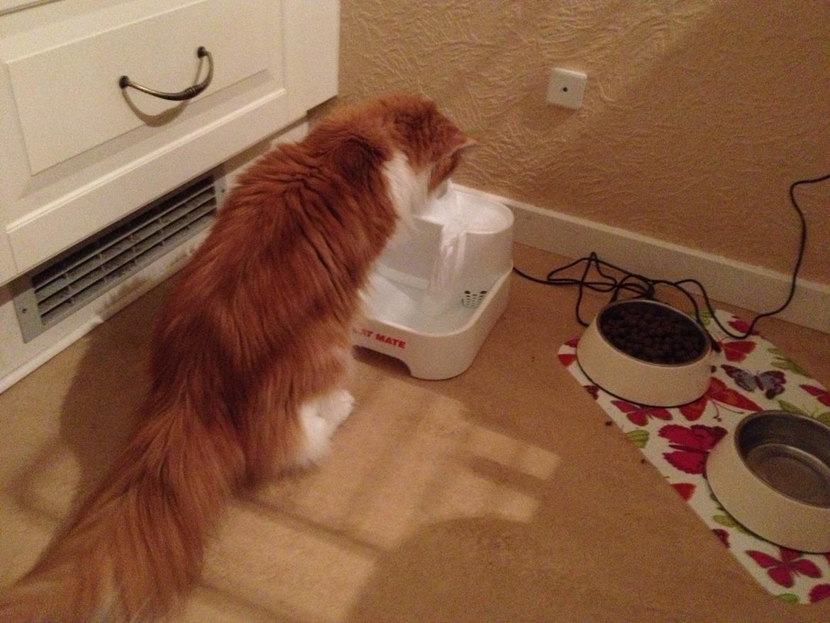 Huskat Chili billede 16