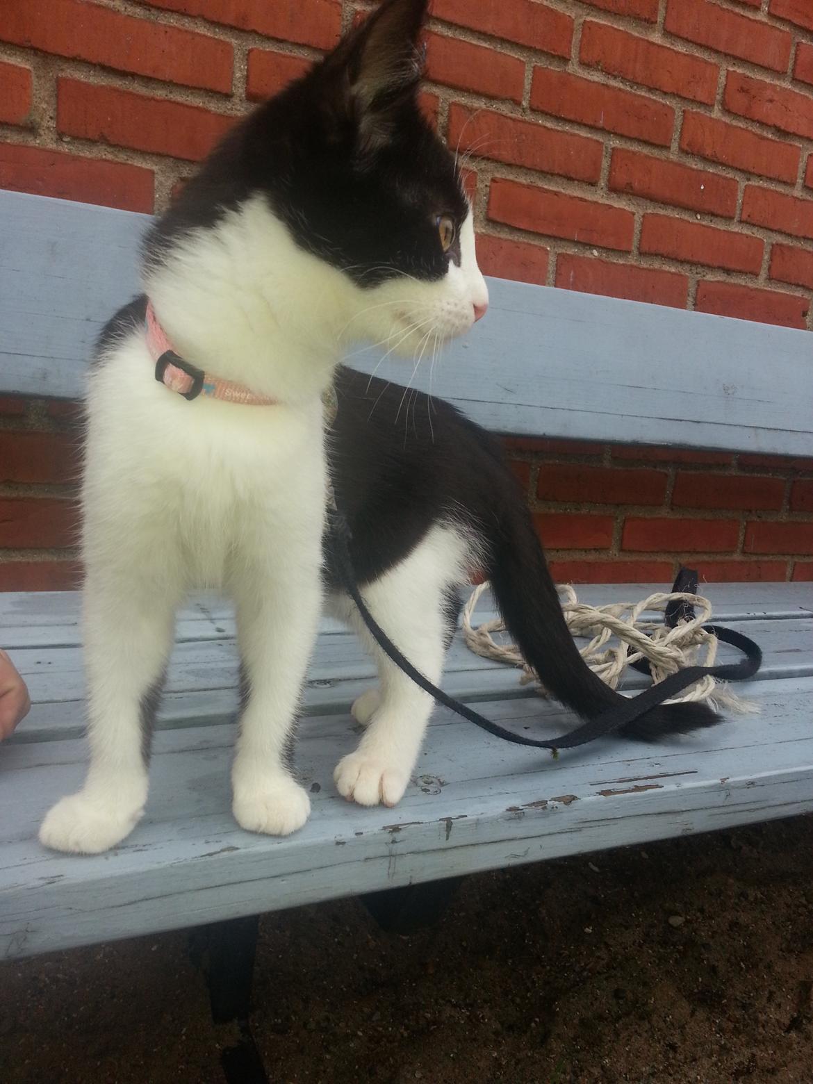 Blanding af racer Diva billede 9