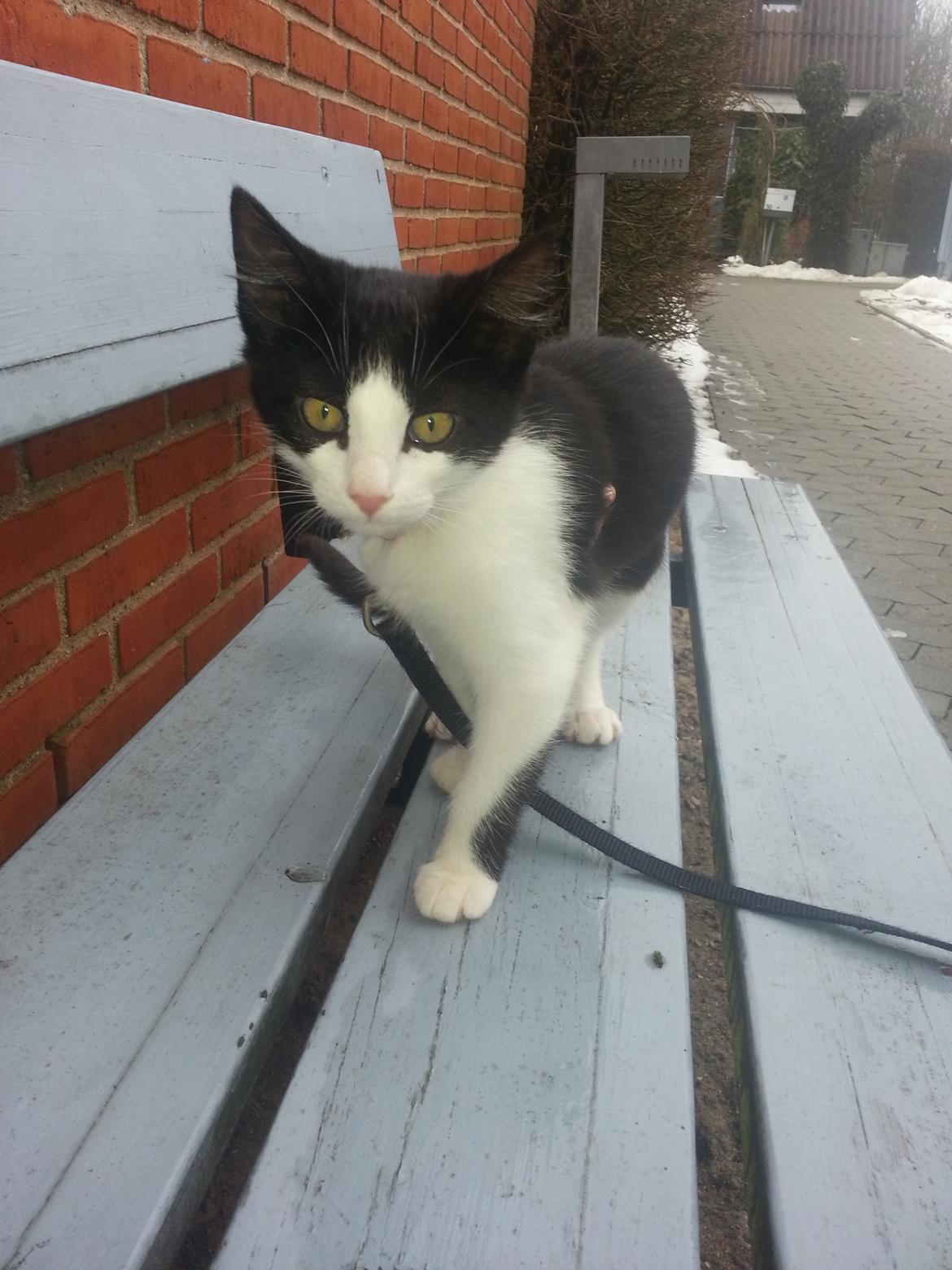 Blanding af racer Diva billede 8