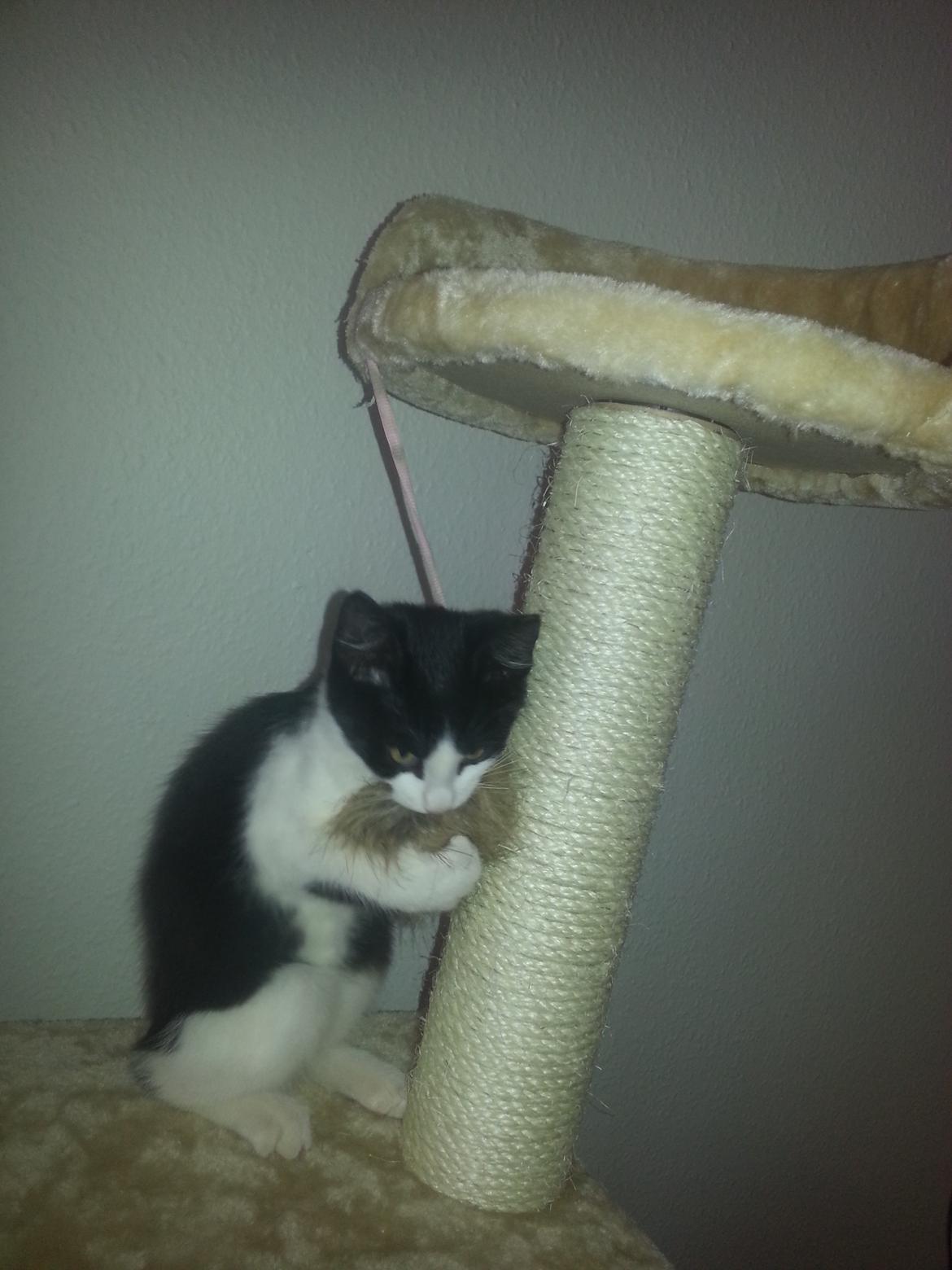 Blanding af racer Diva billede 6