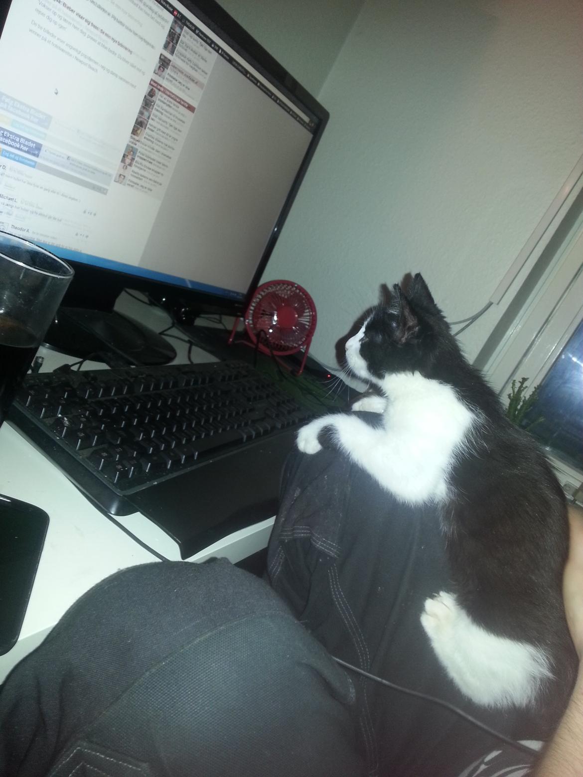 Blanding af racer Diva billede 12