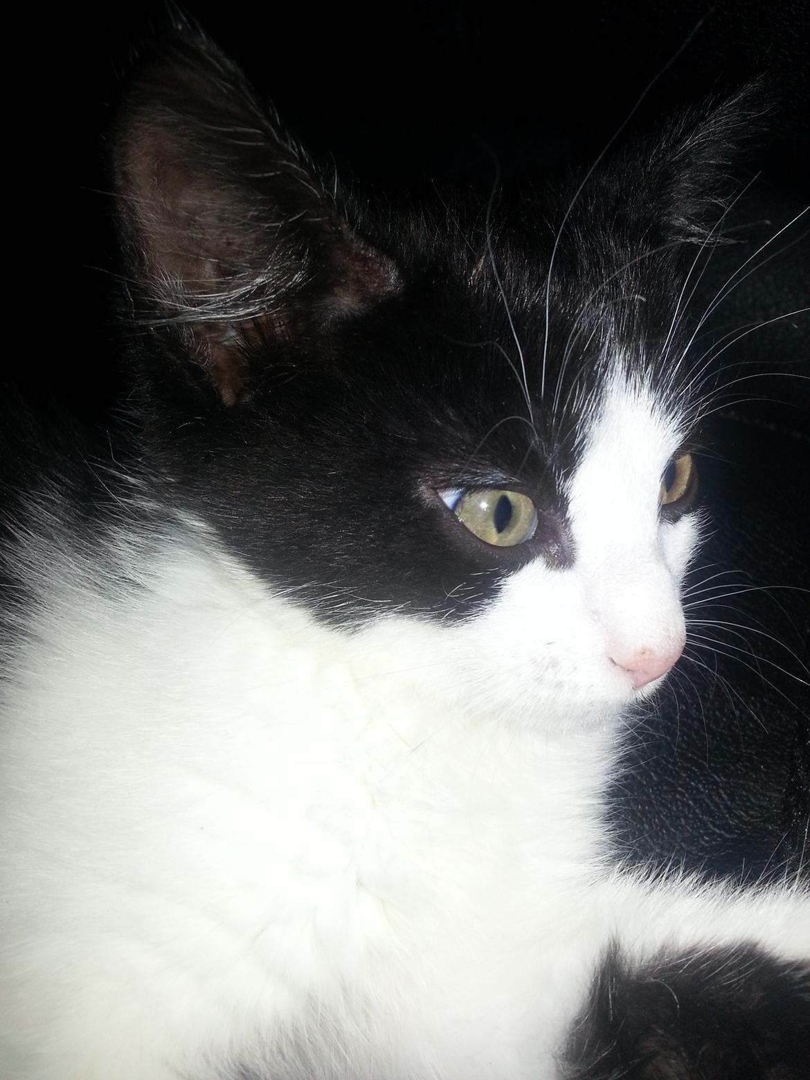 Blanding af racer Diva billede 7